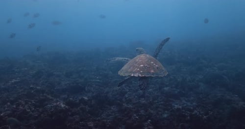 Sea Turtle Swims Undersea in Blue Ocean Close Up View Slow Motion