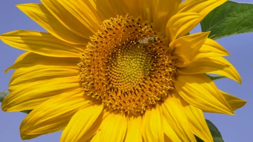 Honeybee on Bright Yellow Sunflower in Daytime