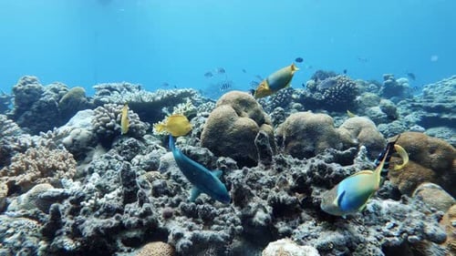 Korallenrifflandschaft im tiefblauen Ozean mit einer Vielzahl bunter Rifffische, unter denen schwimmen. - Breit