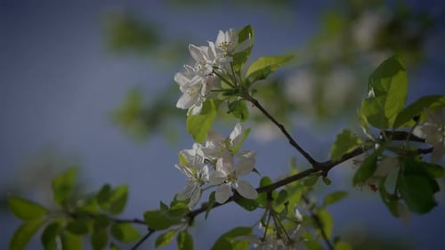 Spring Flowers Blooming in Floral Scenery Landscape Outdoors