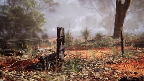 Fence Dividing a Forest