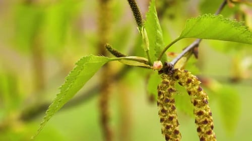 Small, upright female catkin at the end of the birch twig moved by a breeze. Close up, pedestal risi