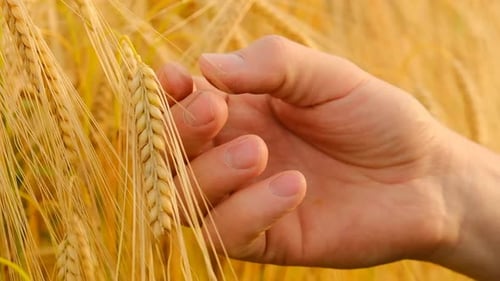 Hand Holding Golden Wheat Grain in Sunlight
