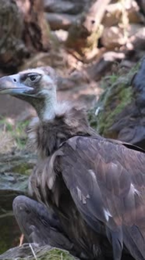 Ein Geier sitzt auf einem Felsen und beobachtet aufmerksam seine Umgebung, während ein farbenfroher Vogel ruht