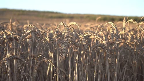 Wheat Field at Sunset in the Evening