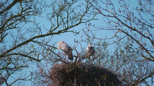 Störche in einer natürlichen Umgebung, auf einem Baum, in ihrem Nest,