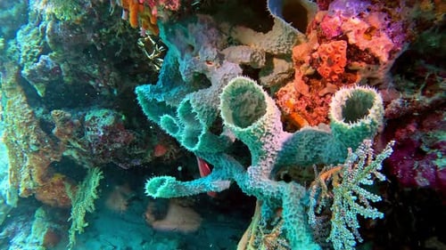 Azure vase sponge and other sponges grow on a coral reef.