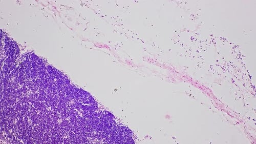 Thymus en coupe transversale agrandi au microscope 100 fois filmé sur fond clair
