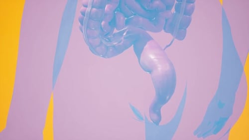 3D Human Digestive System Anatomy Medical Education Animation