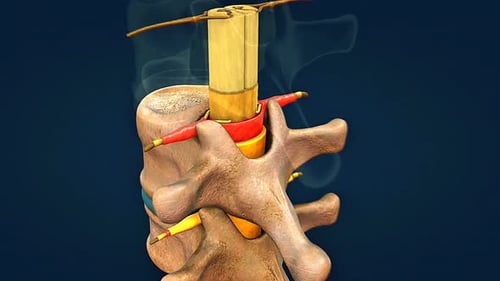 Spinal Cord