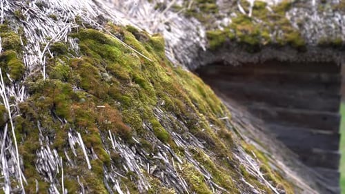 Mossy Thatched Roof Detail on Rural Building