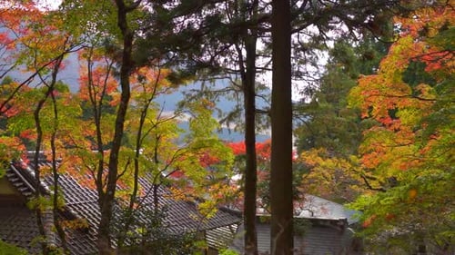 Cinematic slow motion view over vibrant autumn colors at Japanese temple