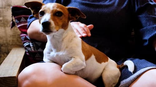 Woman Pets Dog Sitting on Her Lap