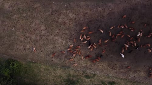 Aerial View of a Herd of Cattle in a Protective Enclosure on a Meadow in the Middle of a Forest
