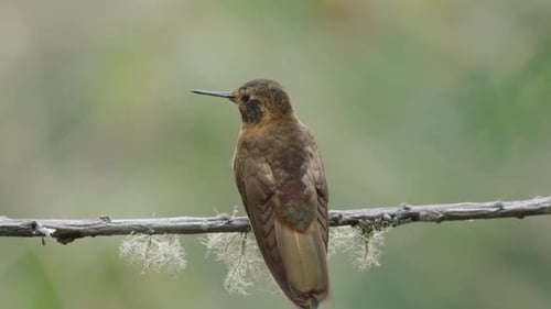 A video about a small hummingbird, in Cusco Peru