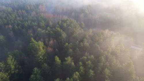 Beautiful Thick Fog Over The Forest