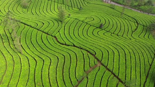 Teefeld aus der Luft in Wonosobo, Indonesien. Grüner Tee mit Blick auf die Berge
