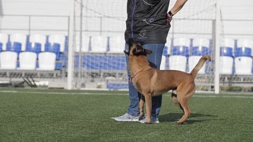 Well-trained Dog Sits Attentively