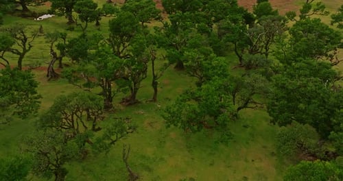 Aerial View of Amazing Mystical Forest Fanal In Madeira Island Portugal