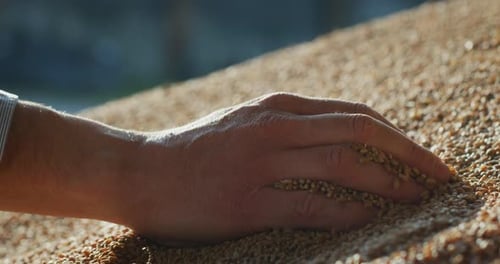 Close up shot of an young successful man farmer is controlling with his hands at the moment harves