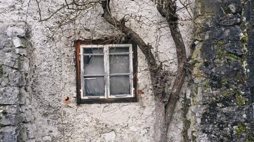 Das Fenster eines alten Hauses, in dessen Nähe der Baum wächst und austrocknet