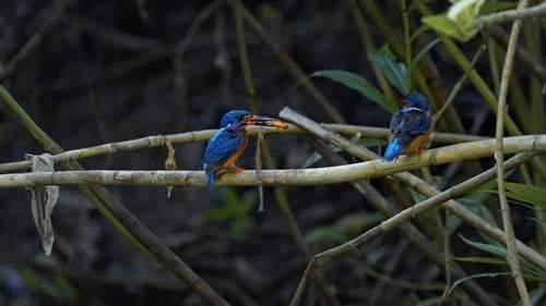 A Pair Of Blue-eared Kingfishers Over A Plant Branch Caught Fish. Close-up Shot