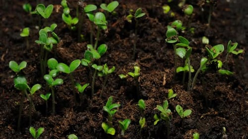 Time Lapse of Green Plants Sprouting
