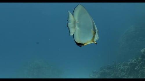 School of Fish: A Key Player in Marine Ecosystems 4K