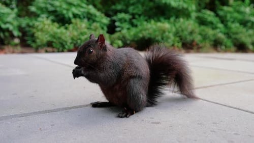 süßes schwarzes Eichhörnchen, das Nüsse im Hinterhof isst