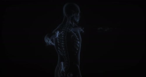 3D Human Anatomy X-Ray Scan Medical Animation