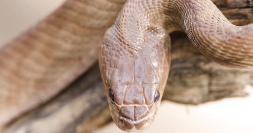 De haut en bas, le serpent félin de Forsten, de couleur claire, adopte une posture défensive saisissante.
