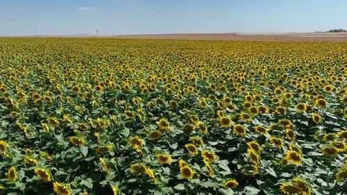 Aerial View Of Sunflower Field