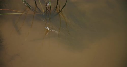 Snake Watching From Shallow Water
