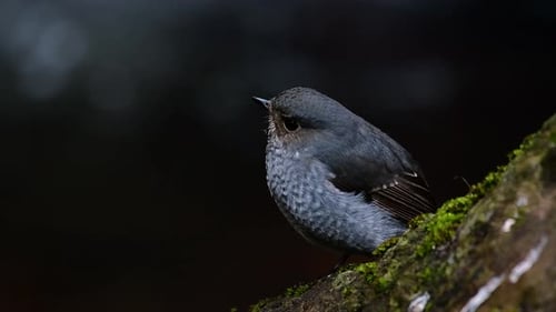 Dieser weibliche Plumbeous Rotschwanz ist nicht so bunt wie das Männchen, aber sicher ist er so flauschig wie ein Ball