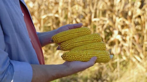 Adult Holds Harvested Corn in Golden Cornfield