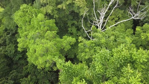 tropical rainforest canopy, amazonian trees top view