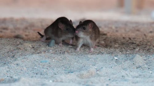 Two Brown Rats Together Underneath a Structure