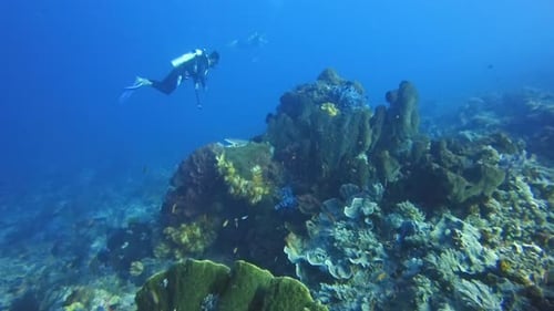 Drifting over a huge sea sponge with scuba divers in the background