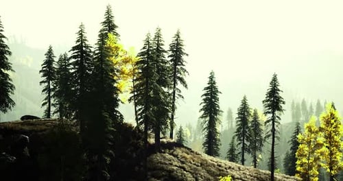 Sunlight Filters Through Tall Pine Trees in a Serene Forest Landscape