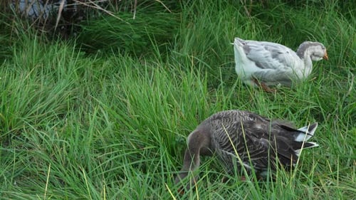 A large flock of white and grey geese graze and feed outdoors in slow motion. Free range domestic