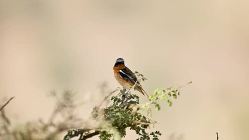 Eversmann’s redstart perched confidently on branch observing environment