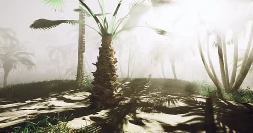 Lush Palm Trees Casting Shadows in a Misty Tropical Landscape