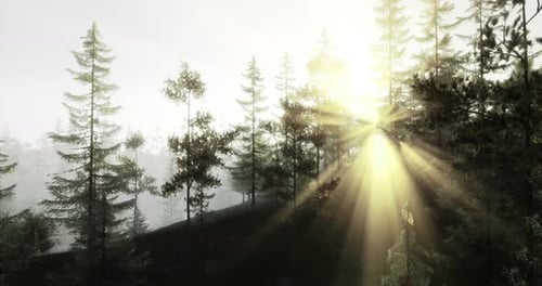 Sunlight Filtering Through Trees in a Peaceful Forest at Dawn