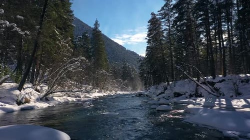 Beautiful snow scene forest in winter. Flying over of river and pine trees covered with snow.