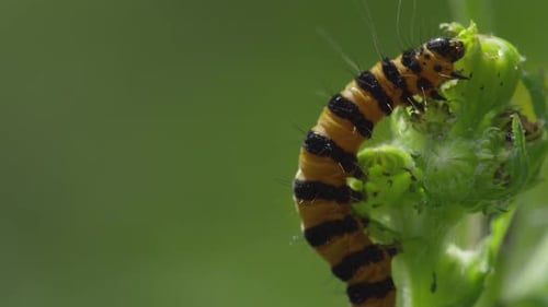 Vibrant caterpillar feeding on green plant in natural surroundings