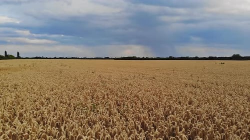 Golden Wheat Field Under Cloudy Sky
