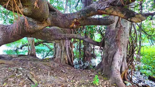 Banyan Tree - Approaching Shot