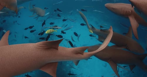 Close Up View of Group of Nurse Sharks with Tropical Fishes Underwater in Blue Sea Slow Motion