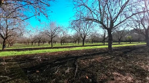 Plantage mit nackten Mandelbäumen, Blickwinkel mit niedriger Bildrate pro Sekunde und Sonneneruption