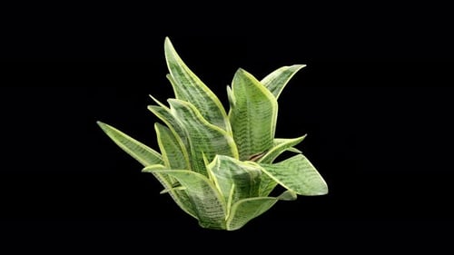 Dracaena Trifasciata se balançant doucement dans une douce brise estivale